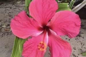 Aloha 14 March 2020 (33)